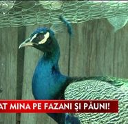 Afacere cu suflet! Au cea mai frumoasa ferma de pauni si fazani VIDEO